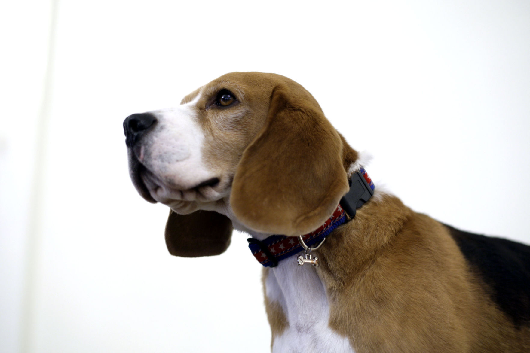 Beagle